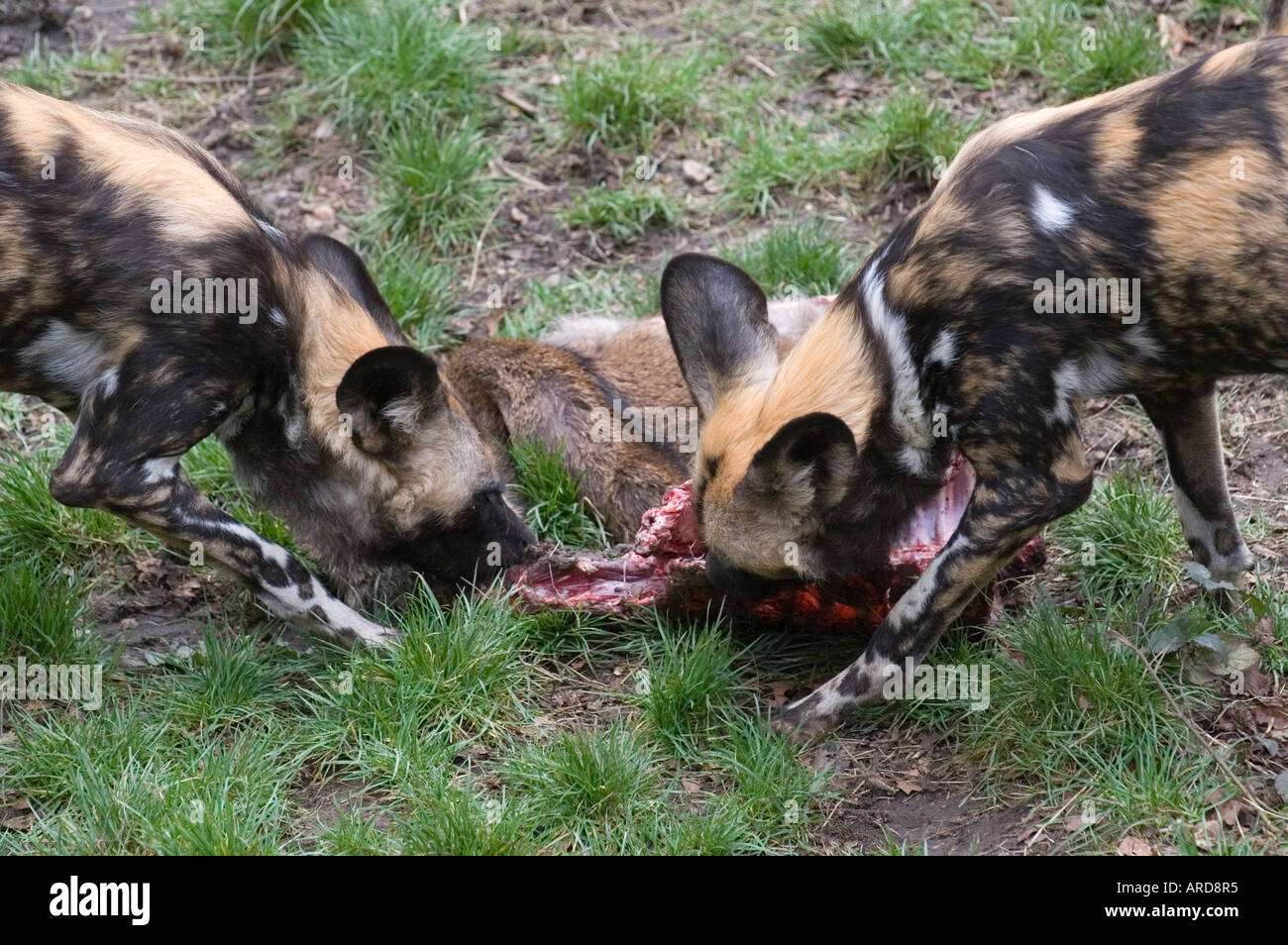 African Painted hunting dogs eating a deer carcase at Edinburgh Zoo Stock Photo