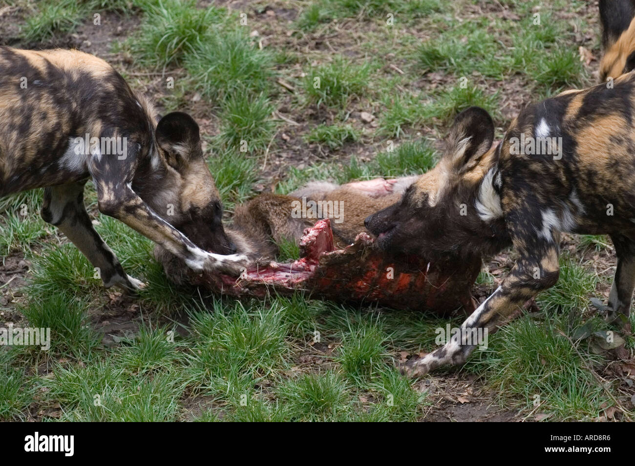 African Painted hunting dogs eating a deer carcase at Edinburgh Zoo Stock Photo