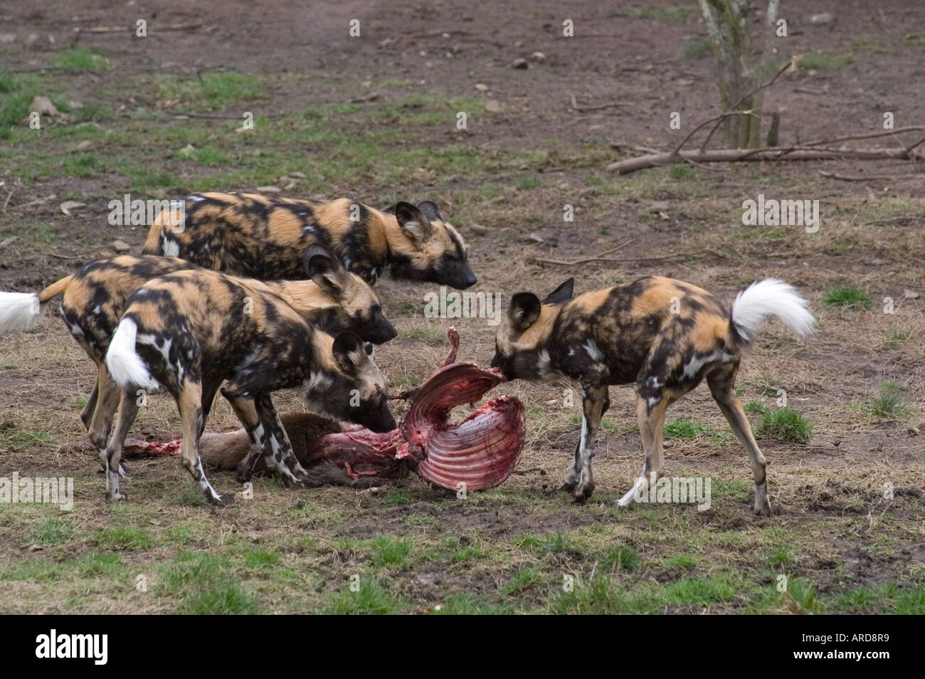 African Painted hunting dogs eating a deer carcase at Edinburgh Zoo Stock Photo