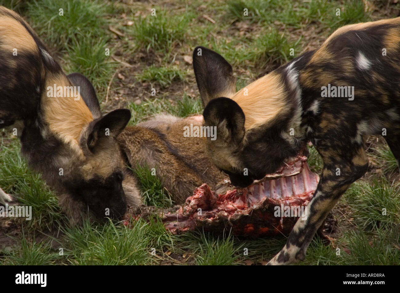 African Painted hunting dogs eating a deer carcase at Edinburgh Zoo Stock Photo