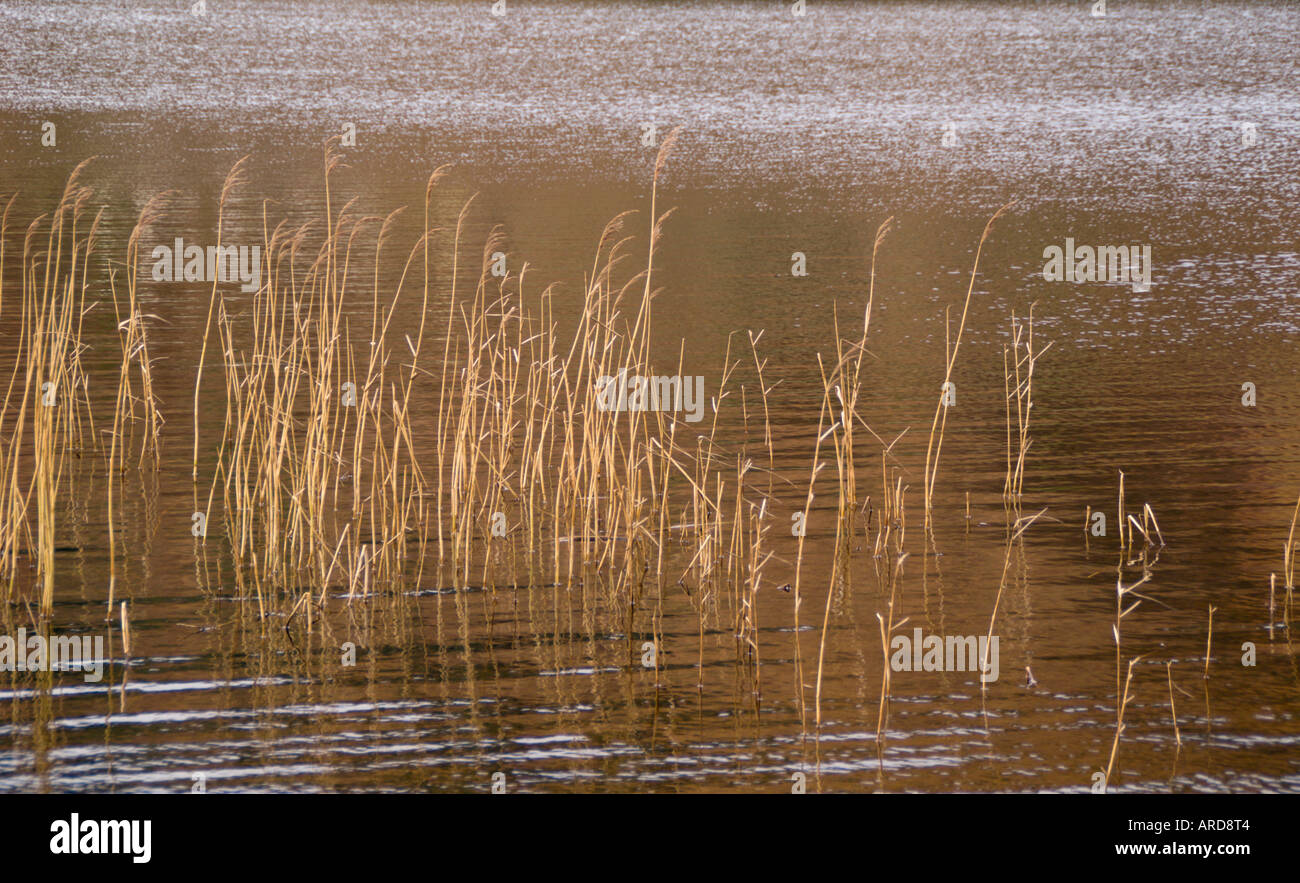 Reed beds at outflow of Loch Oich Great Glen Scottish Highlands Stock Photo