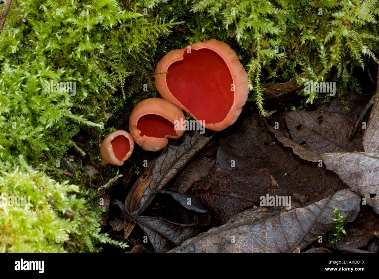 sarcoscypha coccinea scarlet cup on woodland floor Stock Photo