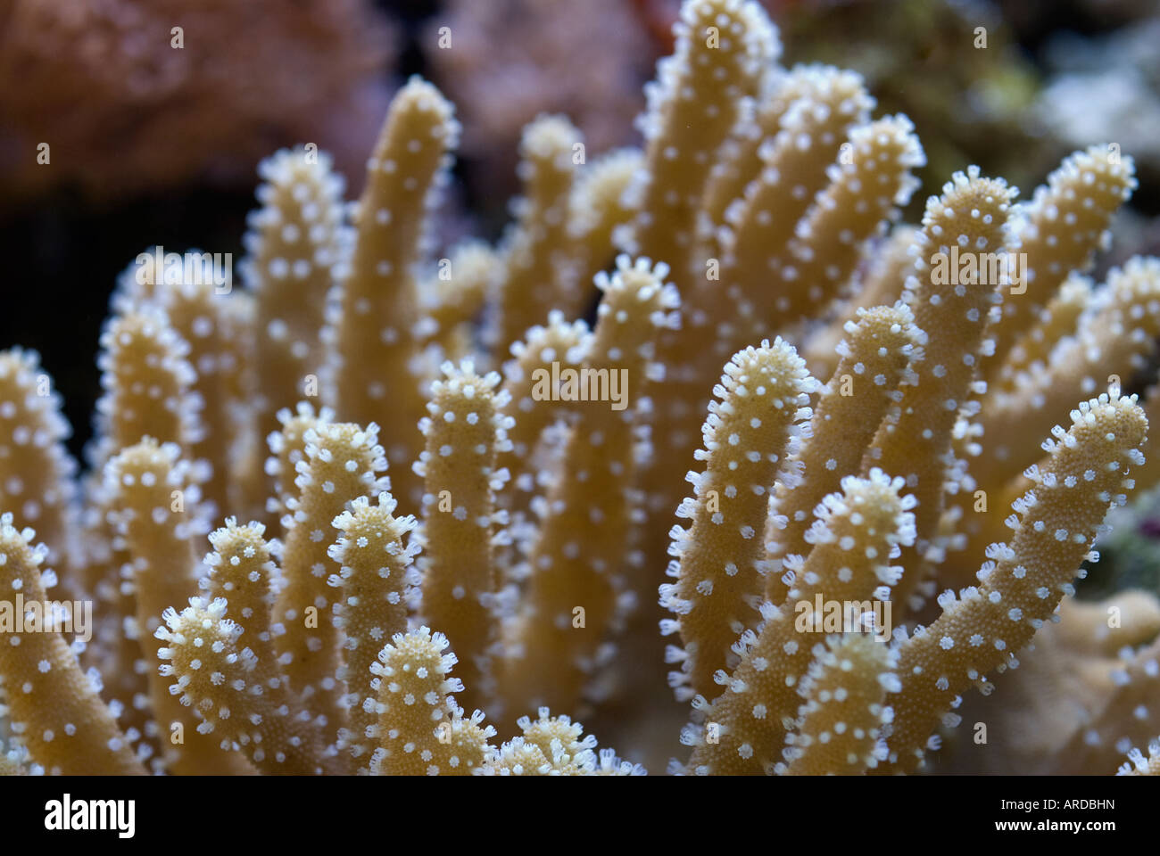 Lobophytum pauciflorum leather coral reef Stock Photo - Alamy
