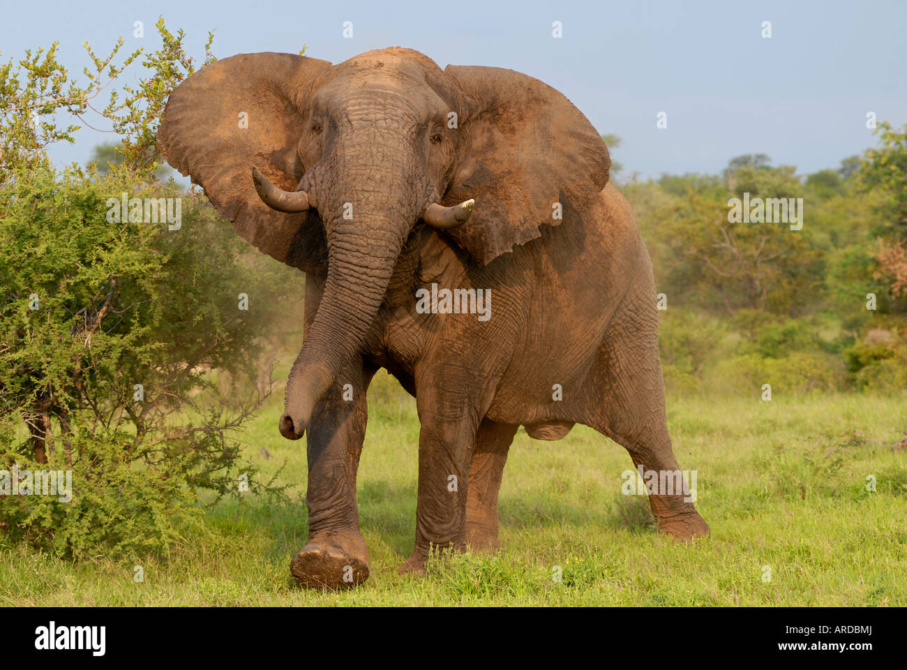 Bull Elephant in Africa Charging Stock Photo