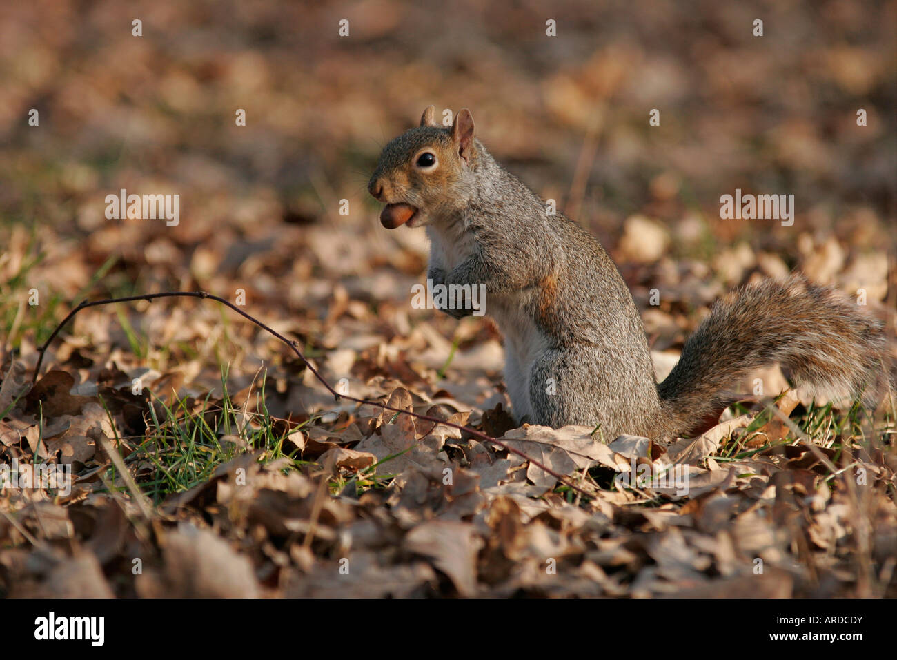 Squirrel with an acorn in the mouth Stock Photo
