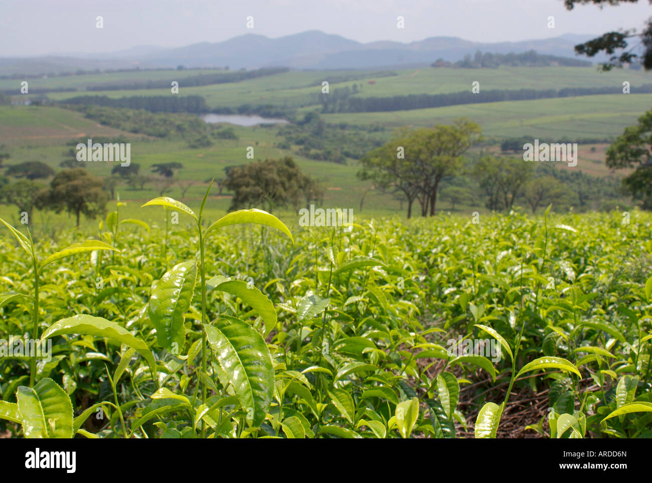 One of Zimbabwe's major exports is tea primarily grown in the South