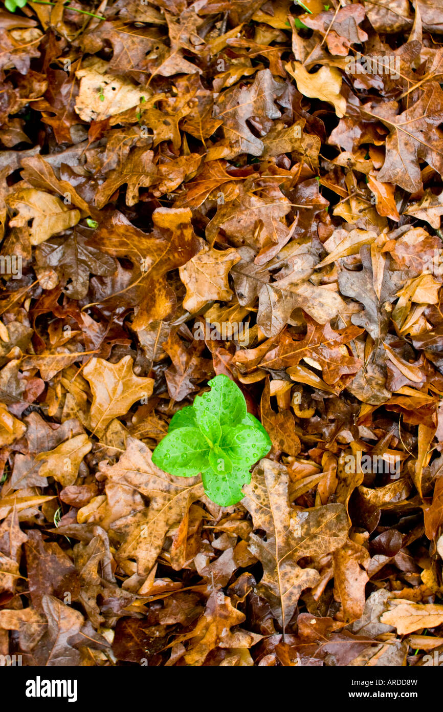 green plant growing through leaves in winter Stock Photo