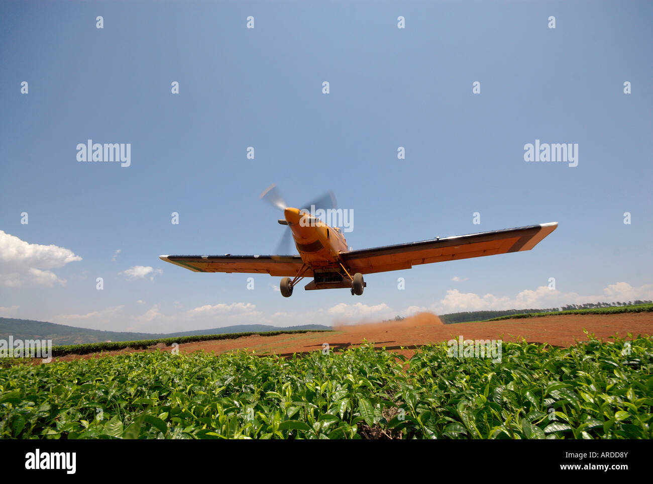 Tea plantations Eastern Highlands Zimbabwe Africa commercial