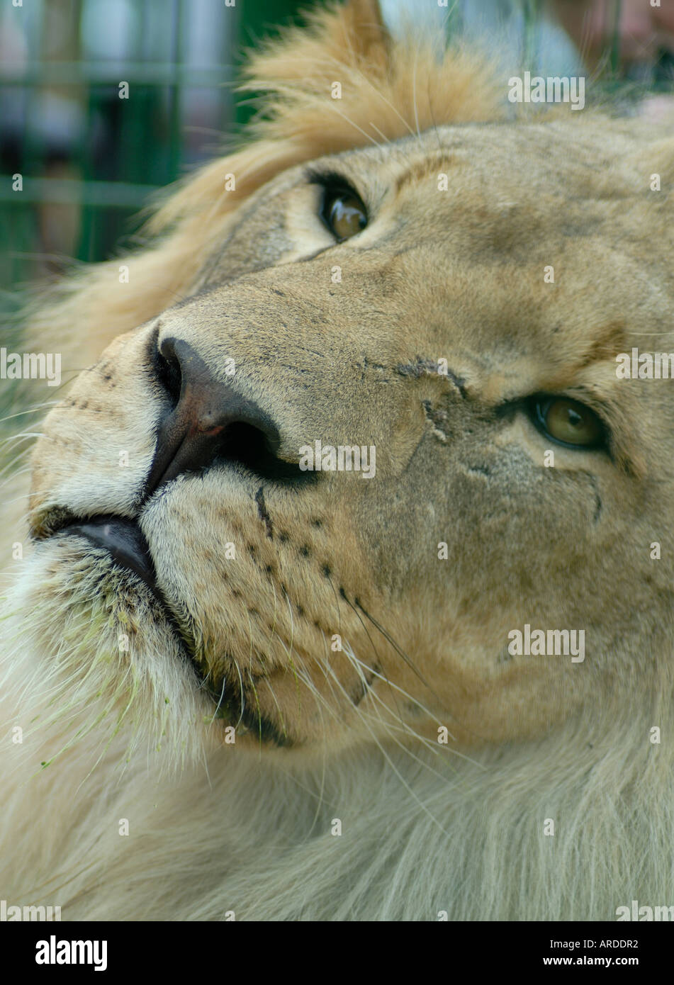 Male lion face close up portrait hi-res stock photography and images ...