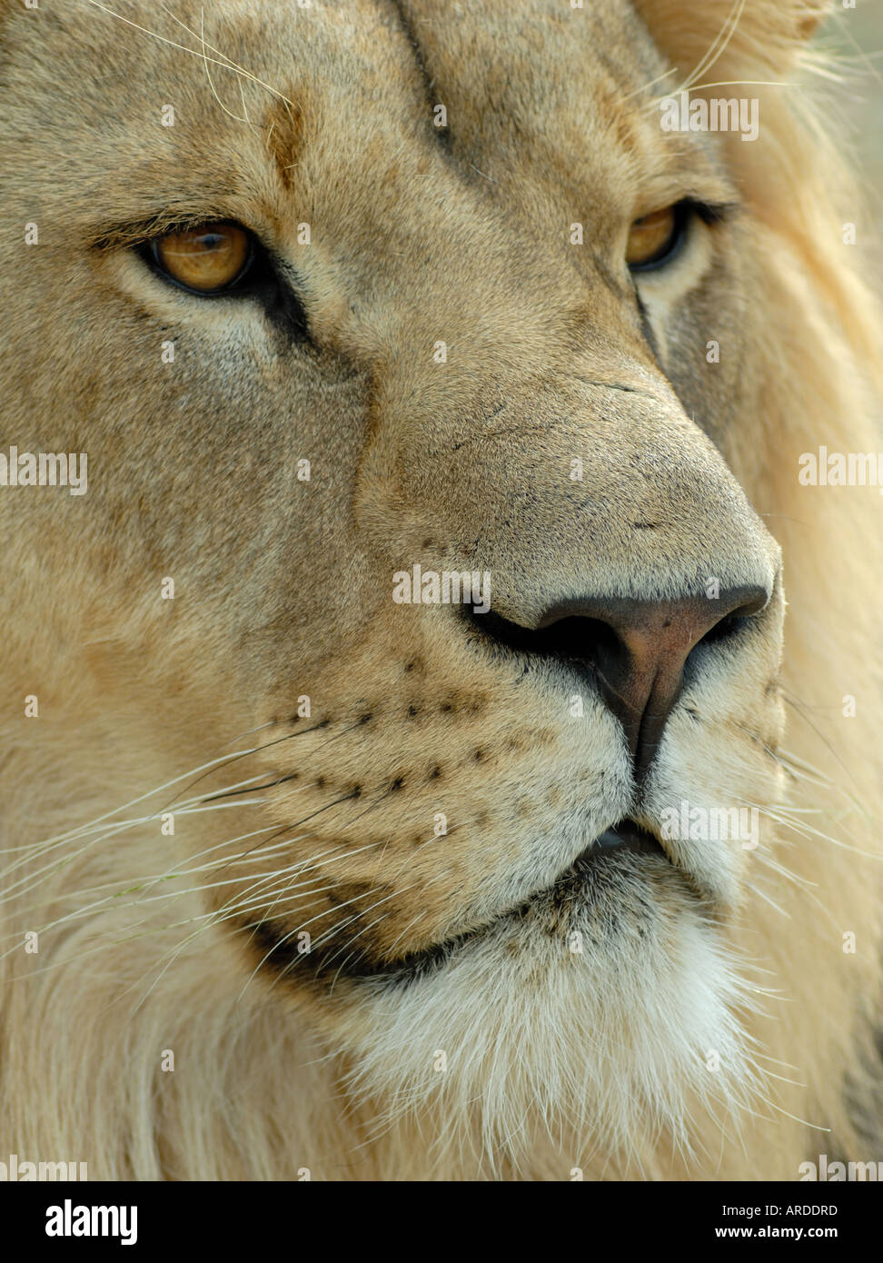 Head male lion hi-res stock photography and images - Alamy