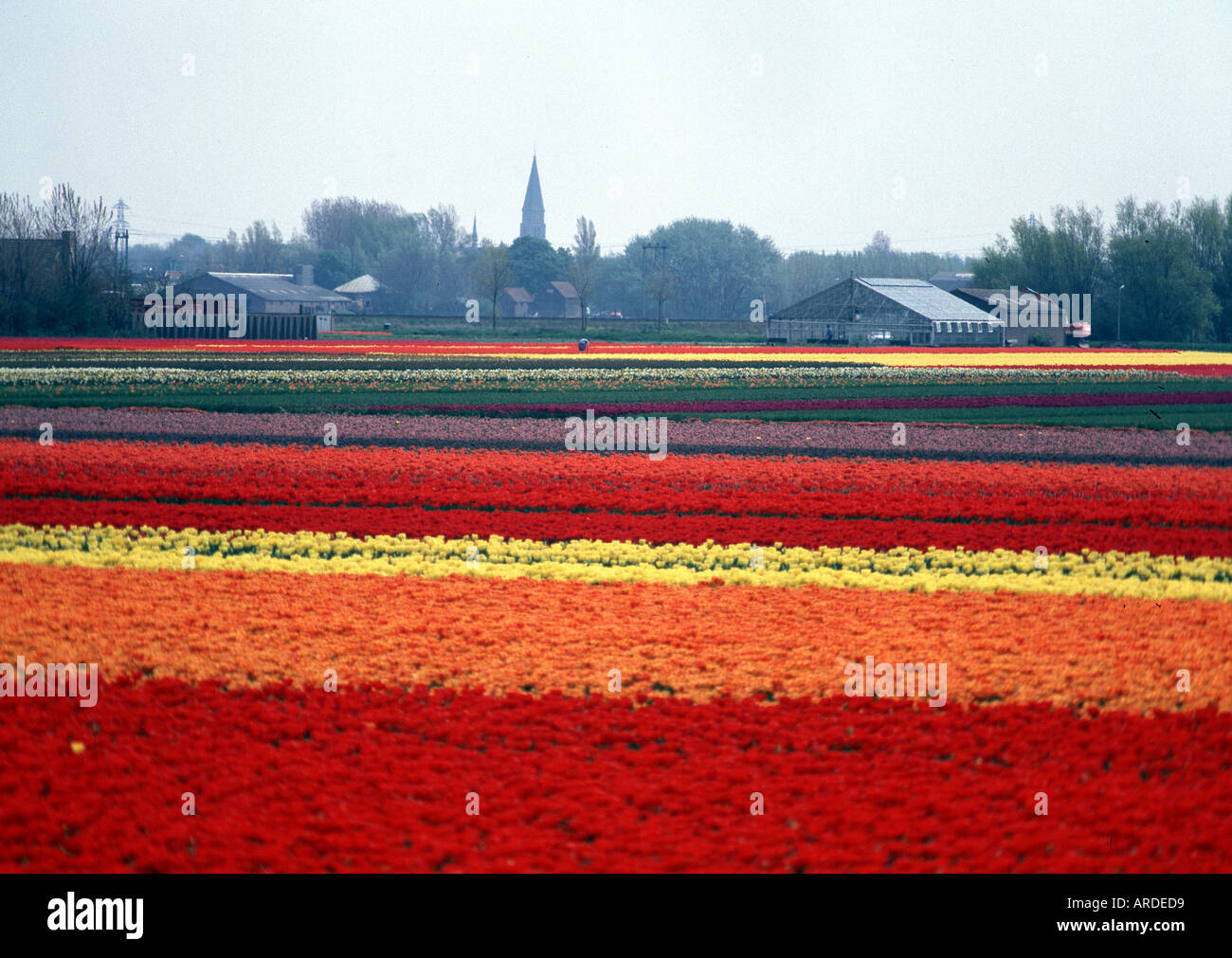 Noordwijk, Tulpenfelder, Stock Photo