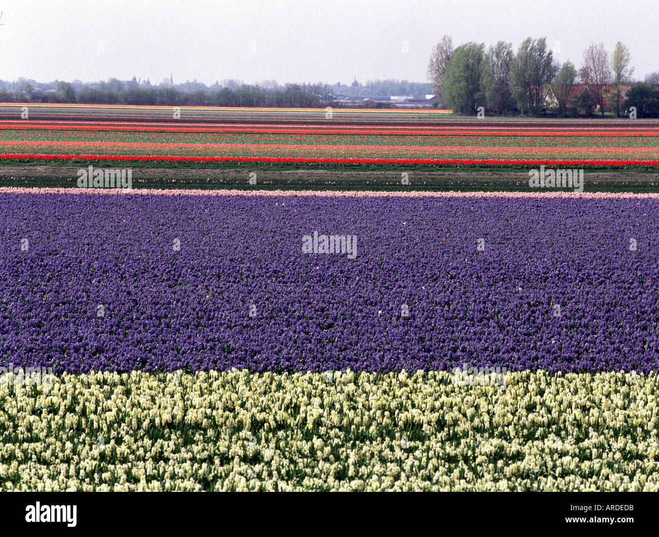 Noordwijk, Tulpenfelder, Stock Photo