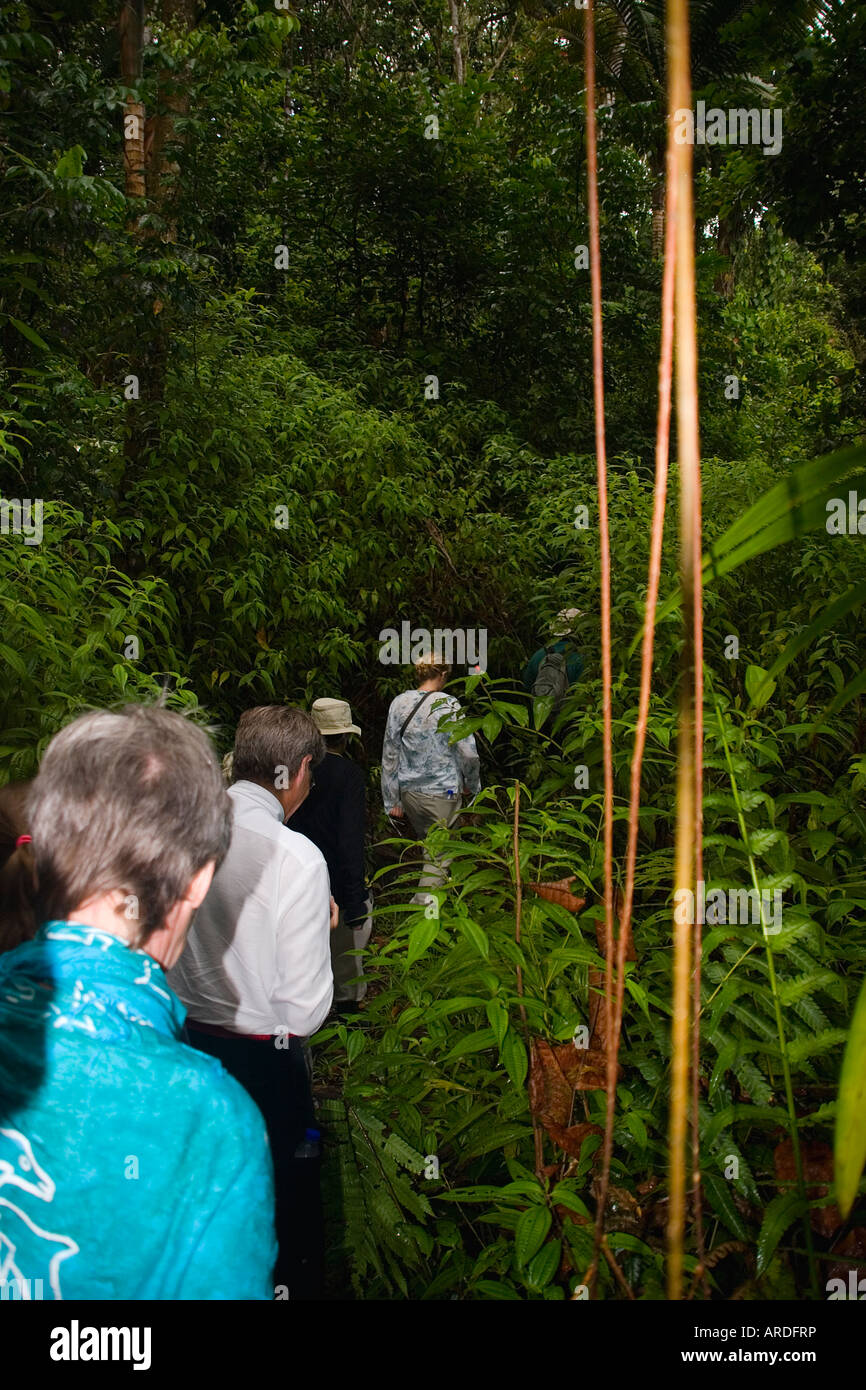 Rainforest Tobago Stock Photo