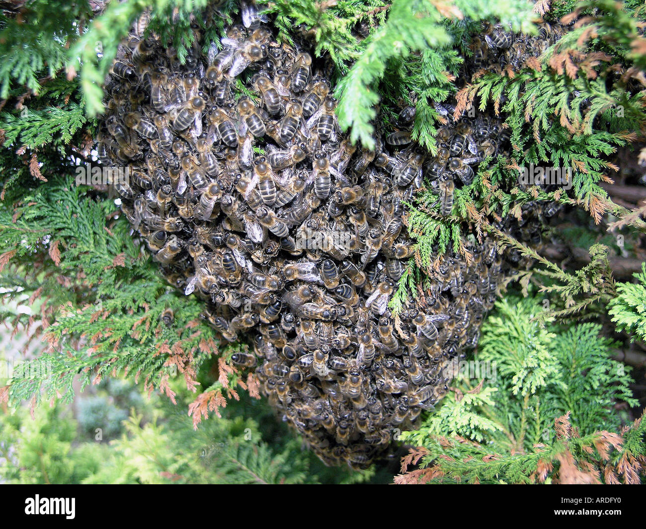 Swarm Of Bees Stock Photo