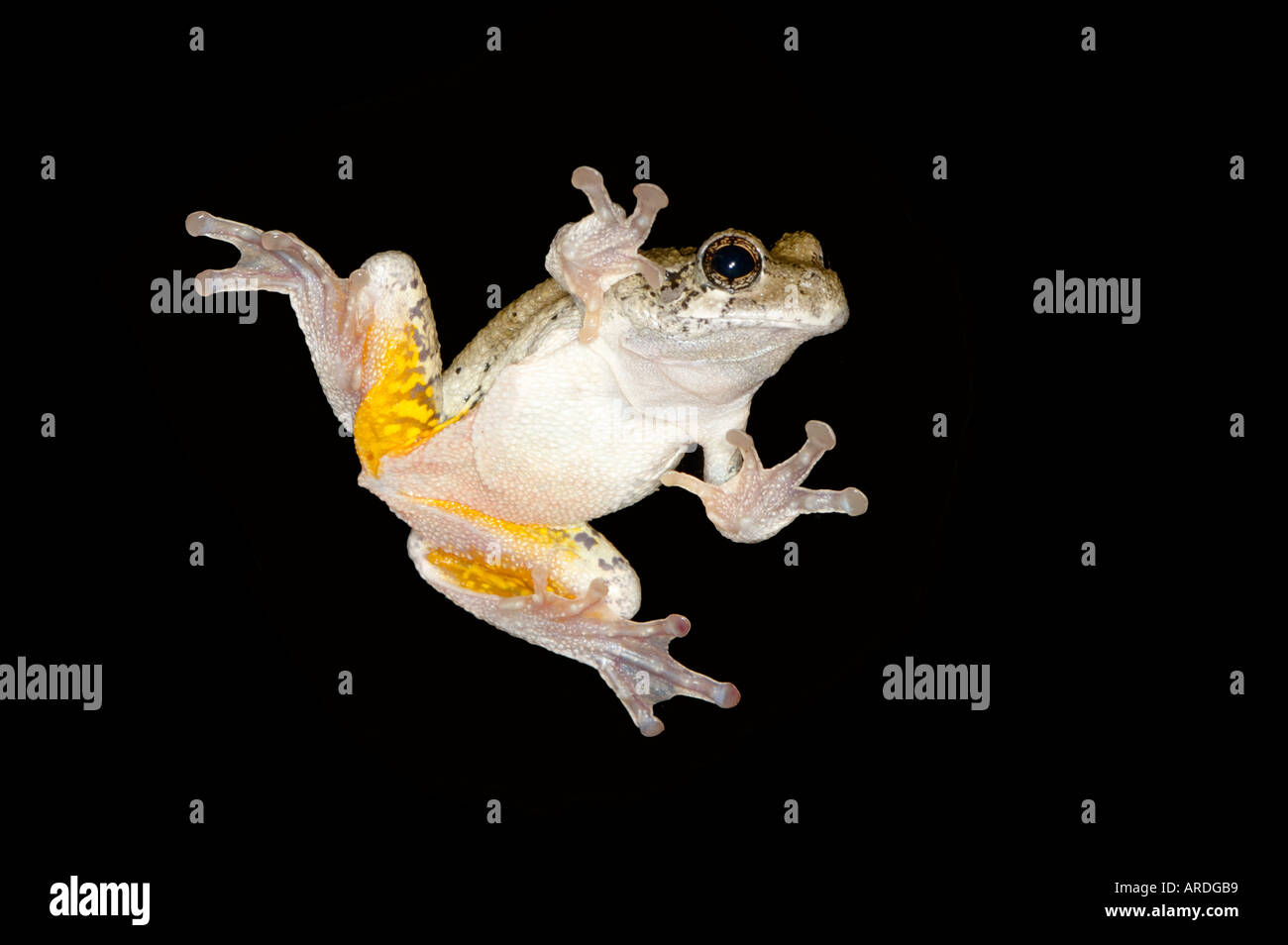 Northern Gray Treefrog tree frog Hyla versicolor perched on a window at night. Stock Photo