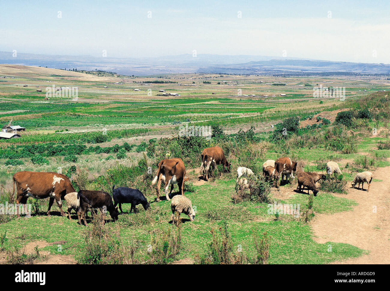 Pyrethrum farmers in africa hi-res stock photography and images - Alamy