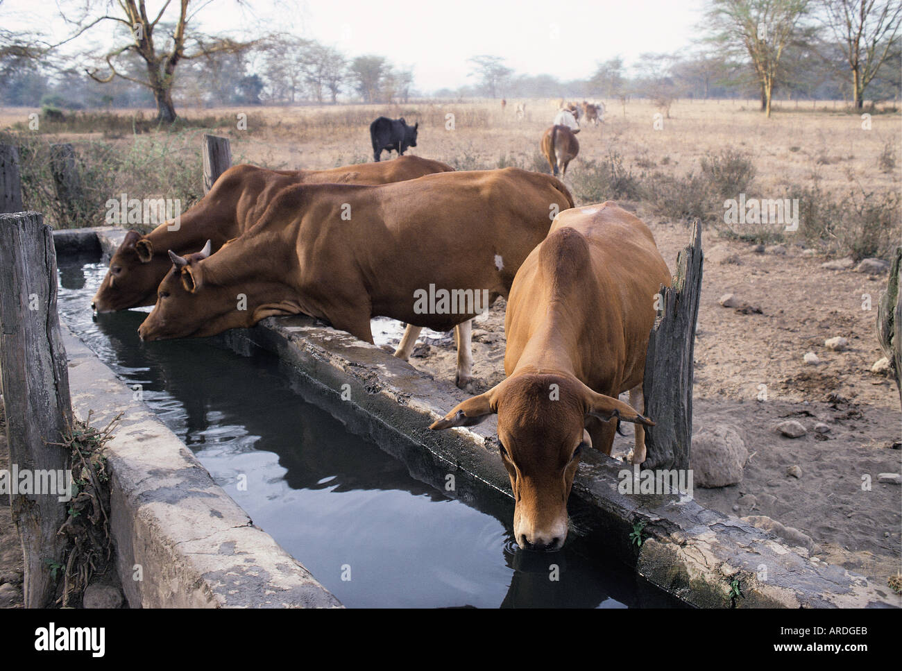 Cattle drinking at a water trough on the Delamere Estate near Lake