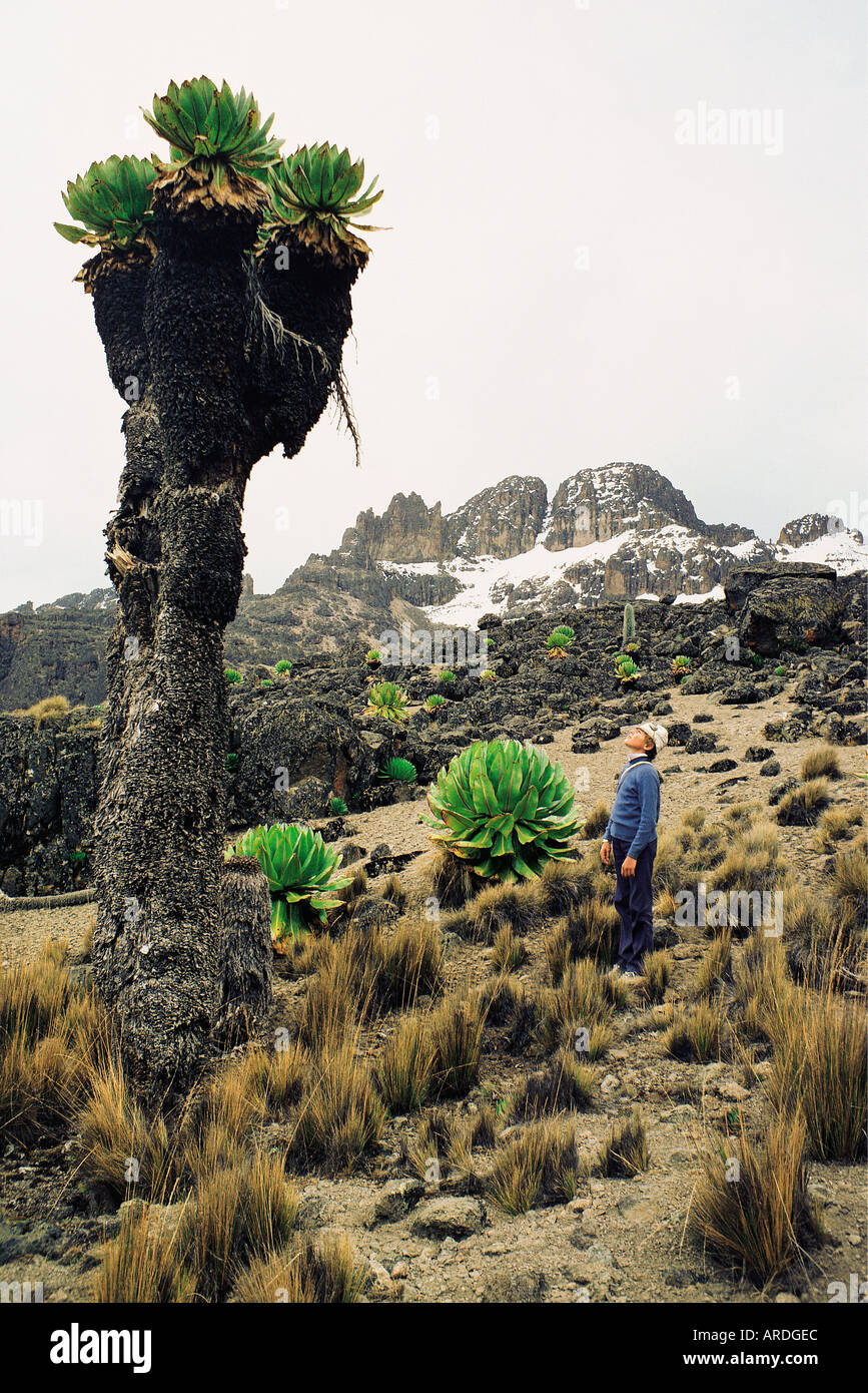 Walker looking up at Giant Tree Groundsel on the Chogoria Route up Mount Kenya East Africa Stock Photo