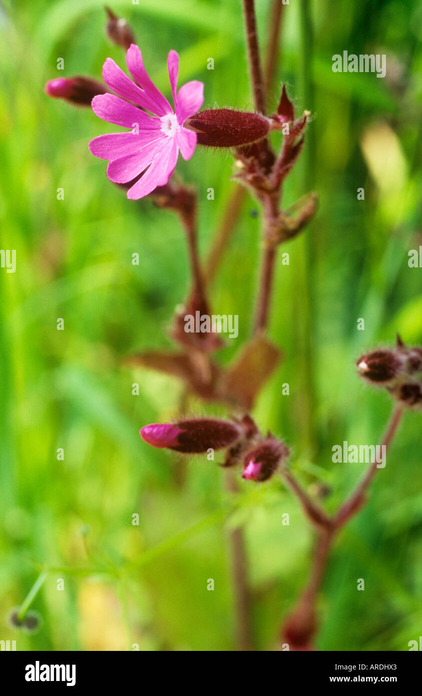 Close up of flower and buds and stem of Red campion or Silene dioica against a lush background of green grasses Stock Photo