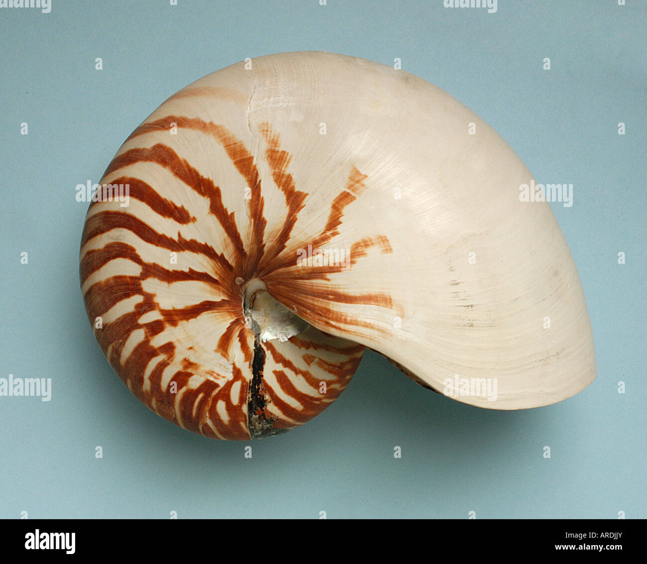 Shell of Nautilus pompilius, marine cephalopod, living fossil Stock Photo