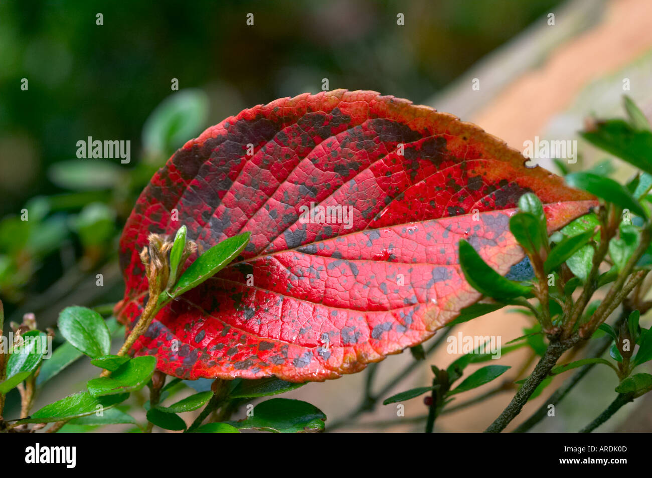 Autumn leaf caught in tree Stock Photo