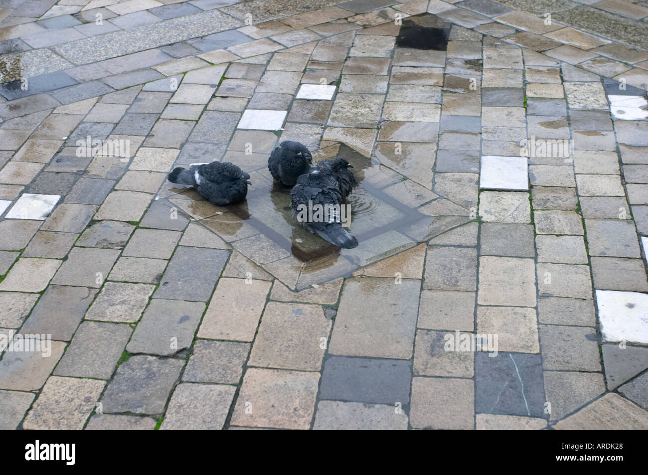 Pigeons bathing in a puddle in London England Stock Photo
