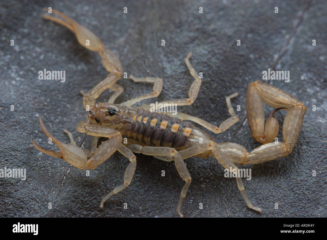 scorpion Stock Photo