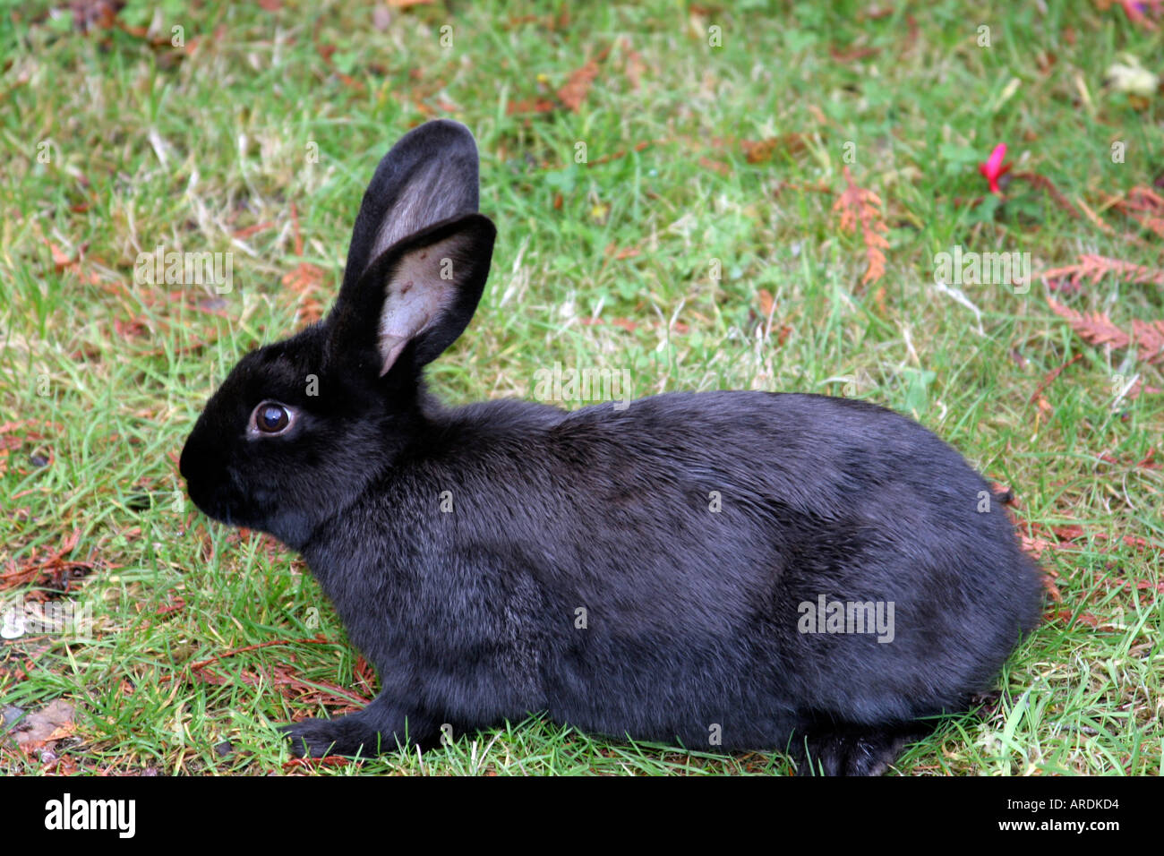Black rabbit hi-res stock photography and images - Alamy