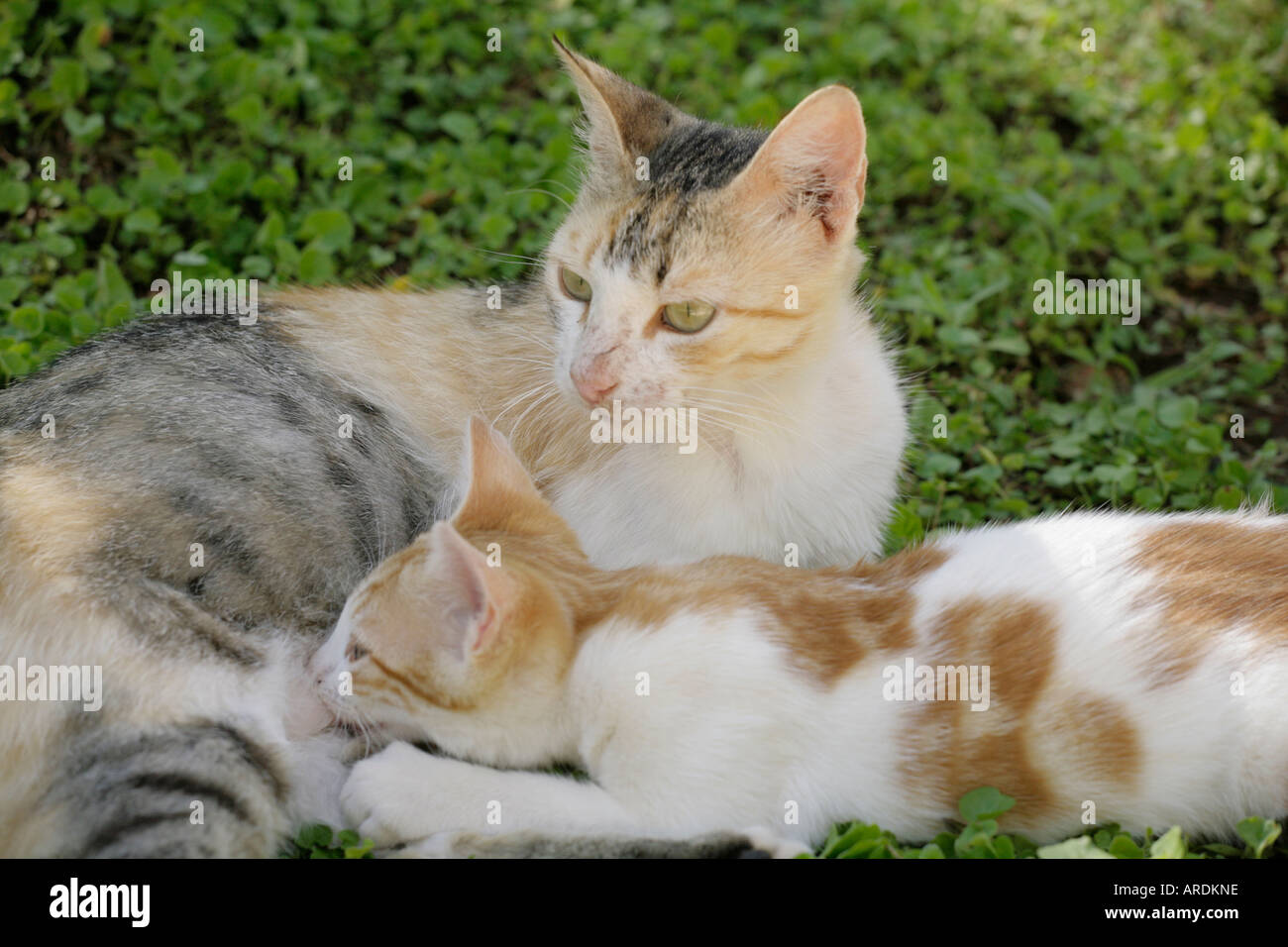 Cat feeding her kitten Stock Photo Alamy