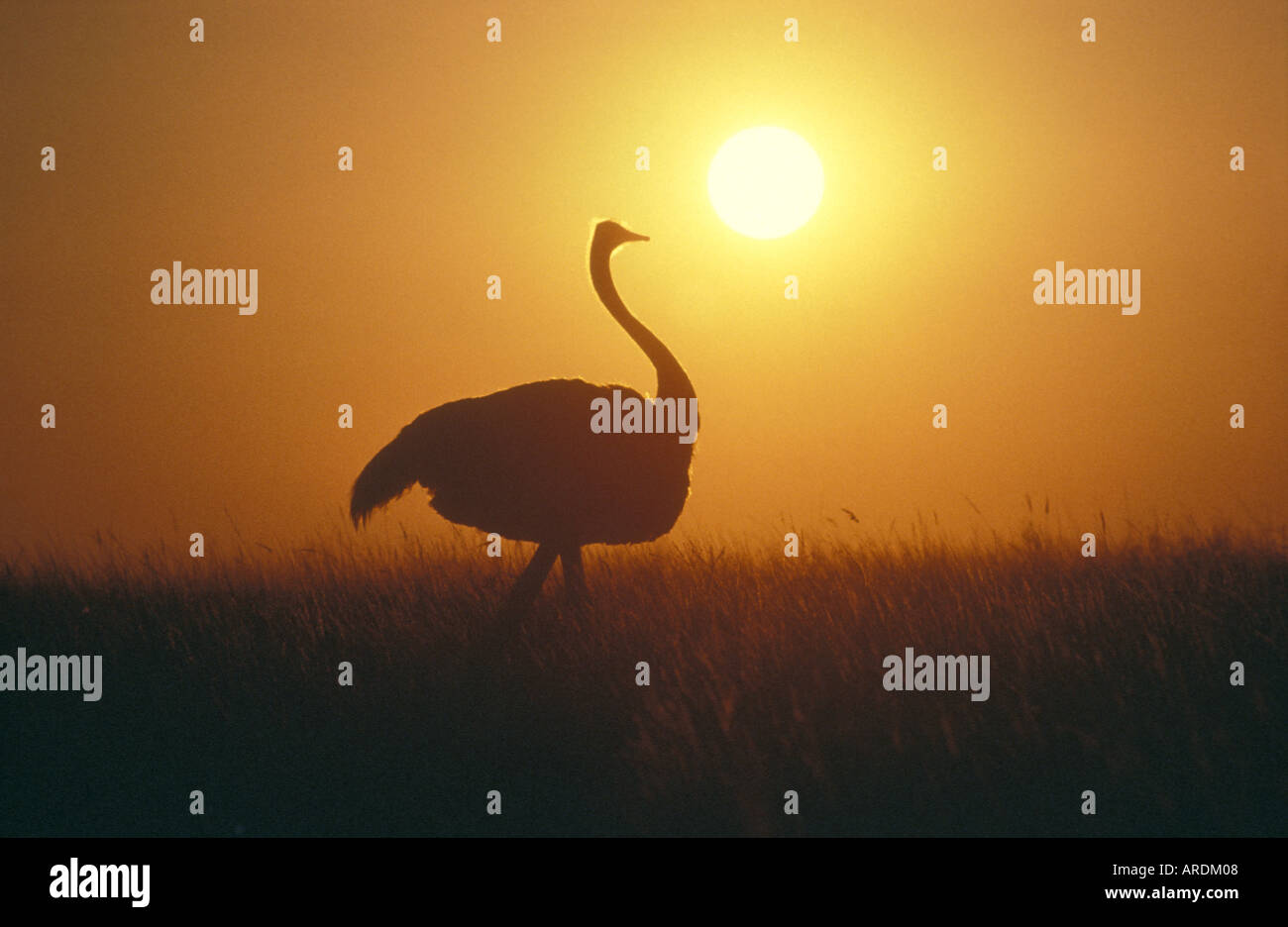 Ostrich at sunset with setting sun Kgaladadi Trans Frontier Park Botswana southern Africa Stock Photo