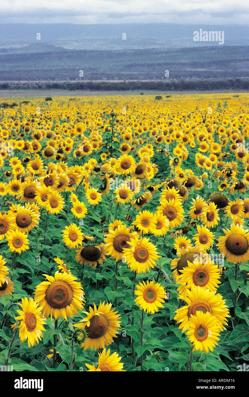 Sunflowers in the Great Rift Valley near Nakuru Kenya East Africa The