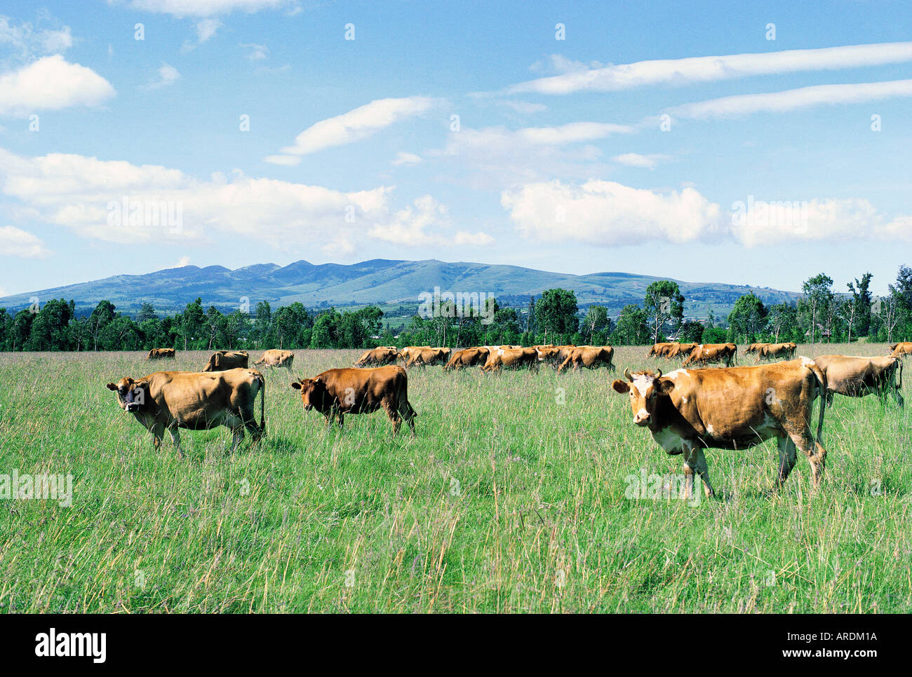 Dairy cows near Karen with the Ngong Hills in the background 10 miles south of Nairobi Kenya East Africa Stock Photo