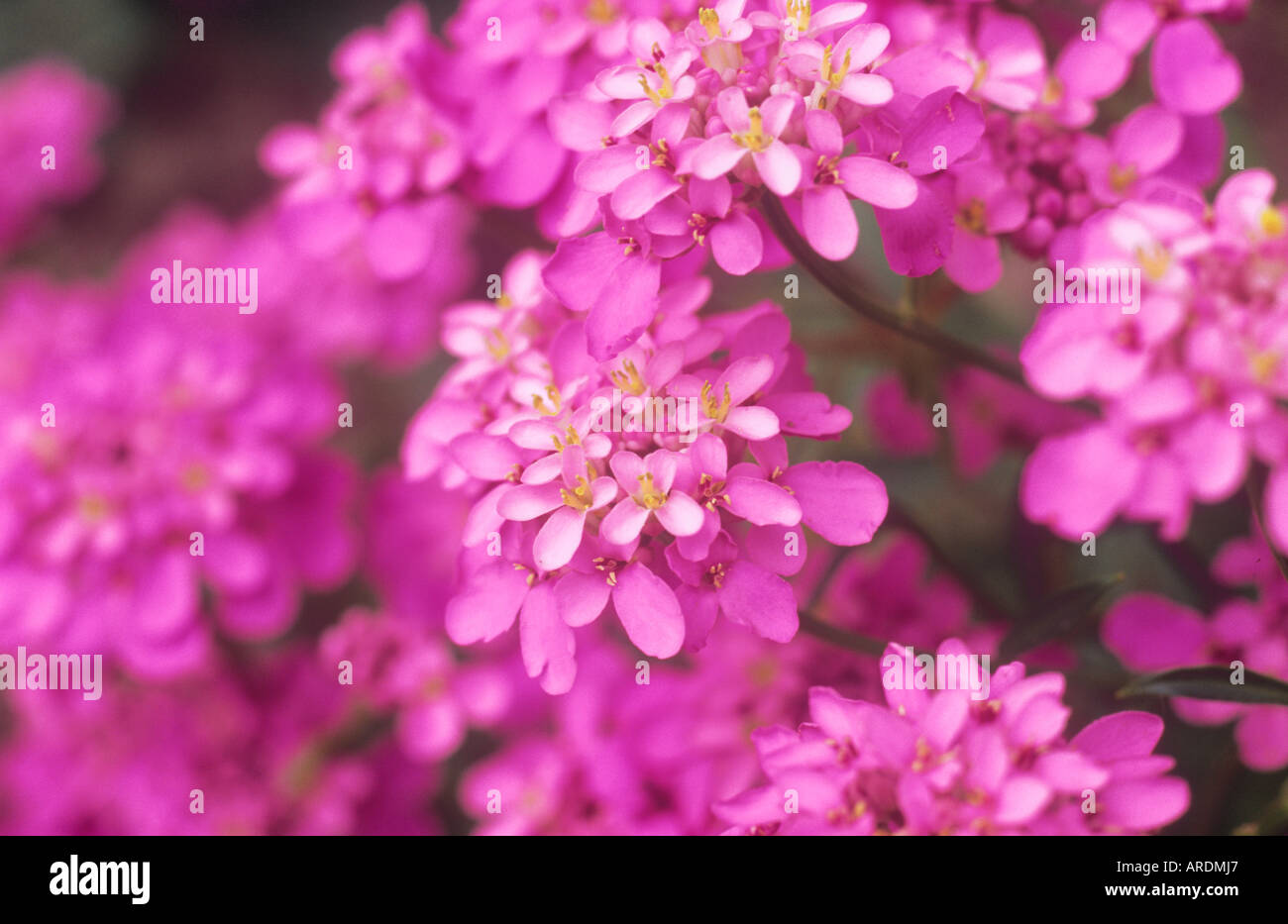 Close up of flowers of deep and pale pink Candytuft or Iberis umbellata Stock Photo