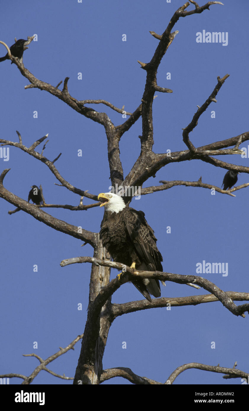 Bald Eagle Haliaeetus leucocephalus Calling Florida Stock Photo