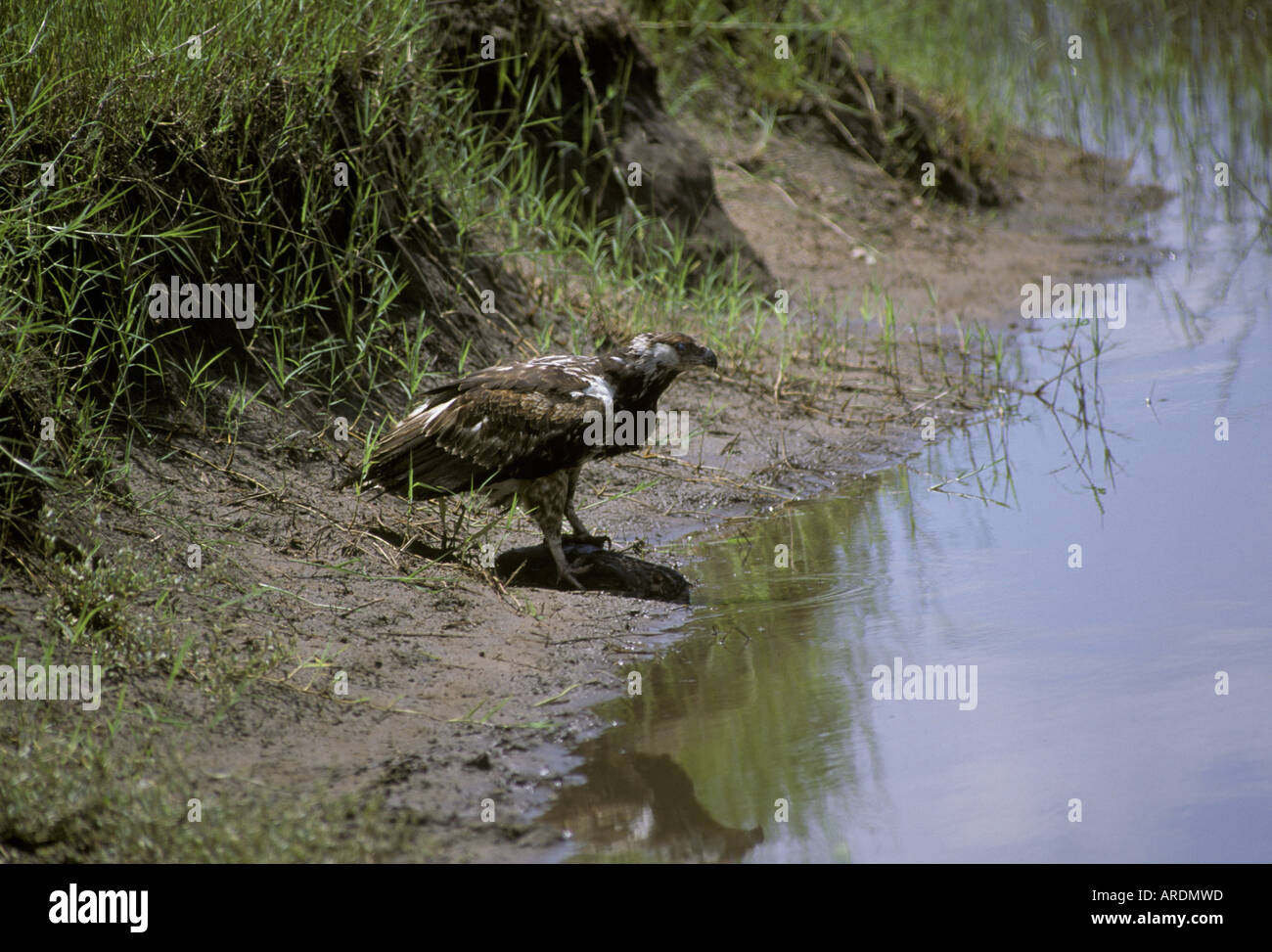 African Fish Eagle Haliaeetus vocifer Immature Stock Photo