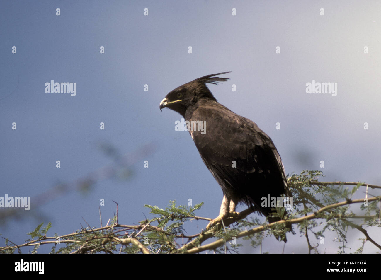 Long crested Hawk Eagle Lophaetus occipitalis Perched on thorn tree Stock Photo