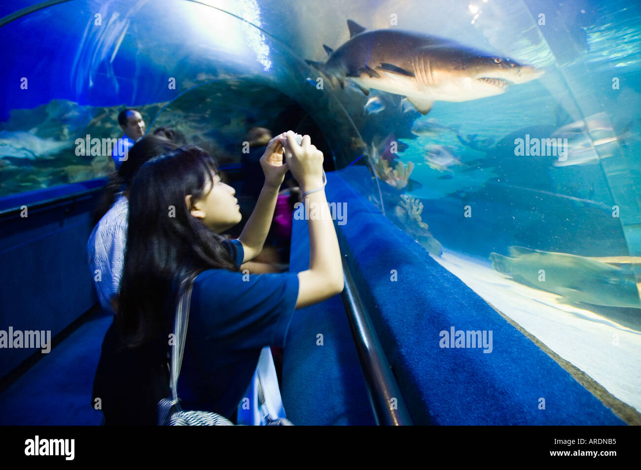 Shark diving aquaria klcc hires stock photography and images Alamy