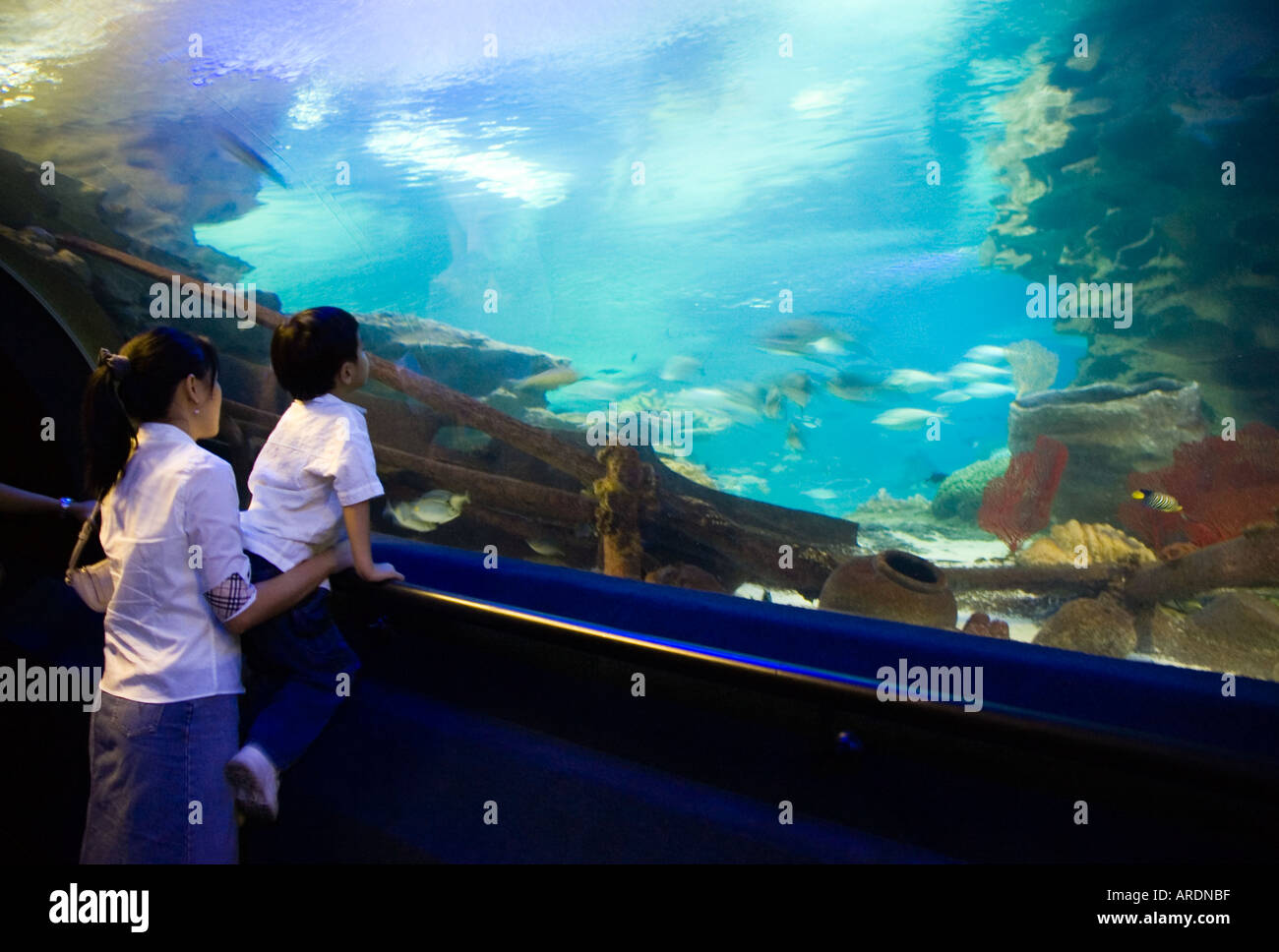 A mother and son observe the undersea wildlife of the Kuala Lumpur Aquarium also known as the KLCC Aquaria Stock Photo