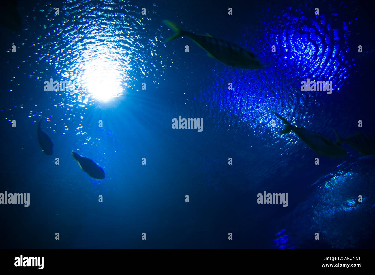Fish swim in the blue waters of the Kuala Lumpur Aquarium also known as the KLCC Aquaria Stock Photo