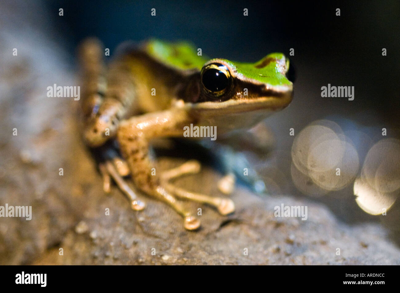 A frog sits and stares from its perch at the Kuala Lumpur Aquarium also known as the KLCC Aquaria Stock Photo
