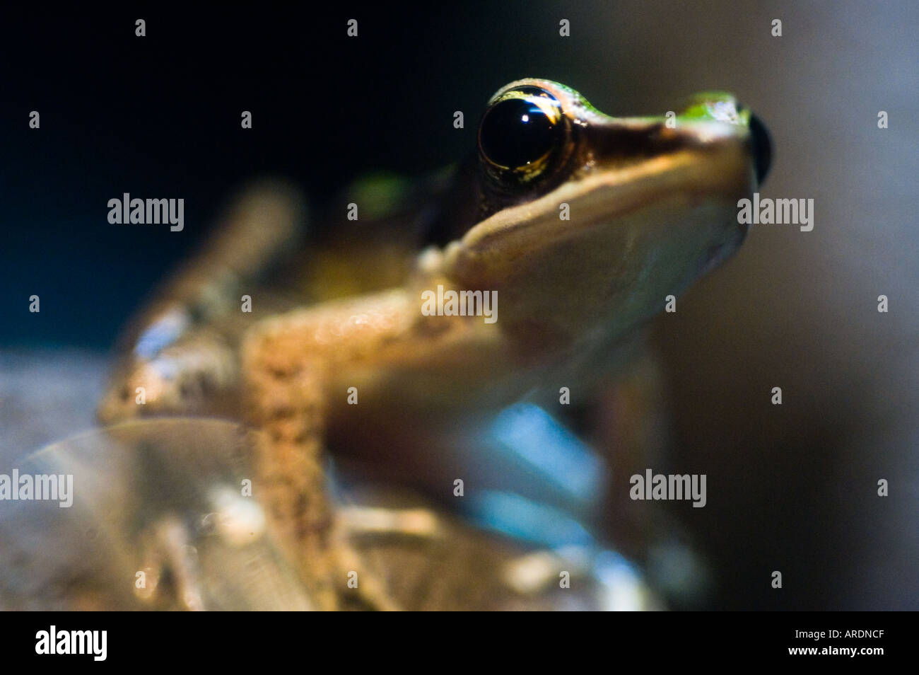 A frog sits and stares from its perch at the Kuala Lumpur Aquarium also known as the KLCC Aquaria Stock Photo