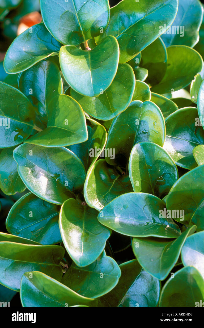 Ligustrum Japonicum Rotundifolium High Resolution Stock Photography And Images Alamy