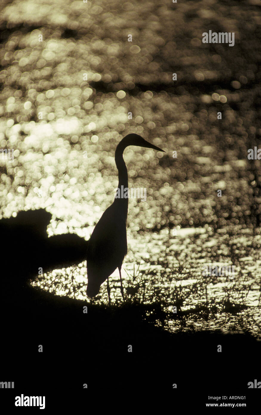 Intermediate Egret Egretta intermedia standing silhouette light ...