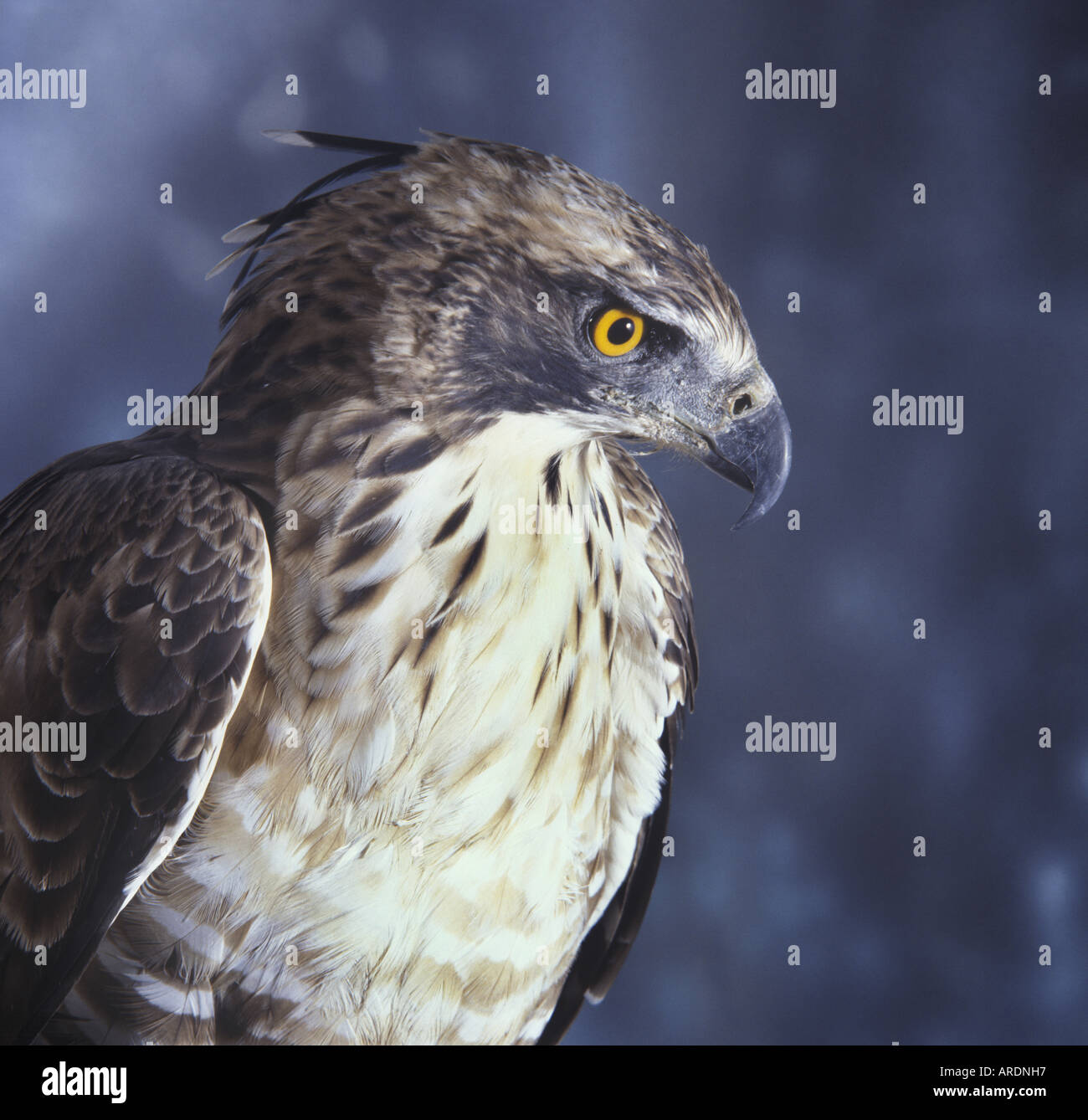 Hodgson s Hawk Eagle Spizaetus nipalensis Stock Photo