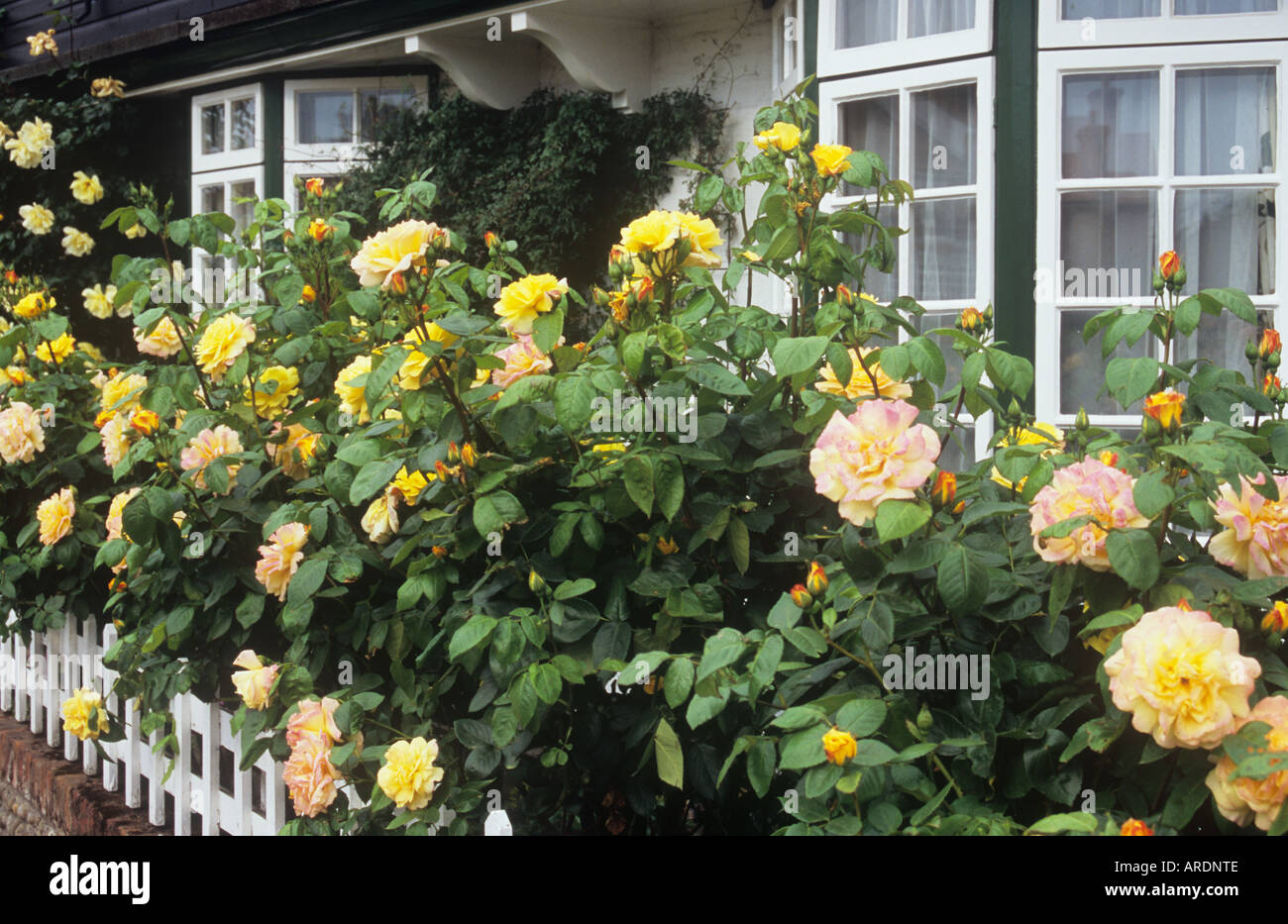 A Row Of Rose Or Rosa Peace Hybrid Tea Bushes In Full Bloom Along A White Wicket Fence With Small Paned Cottage Windows Behind Stock Photo Alamy