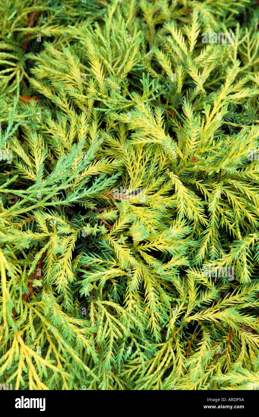 Juniperus x media Carbery Gold Stock Photo