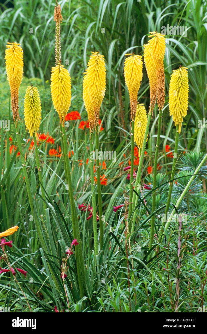 Kniphofia Wrexham Buttercup Stock Photo - Alamy