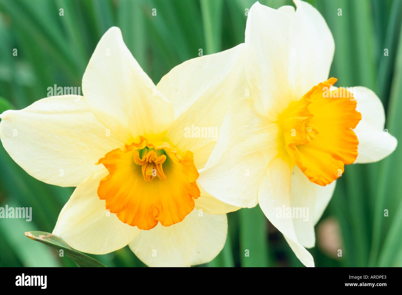 Narcissus Flower Record Stock Photo Alamy