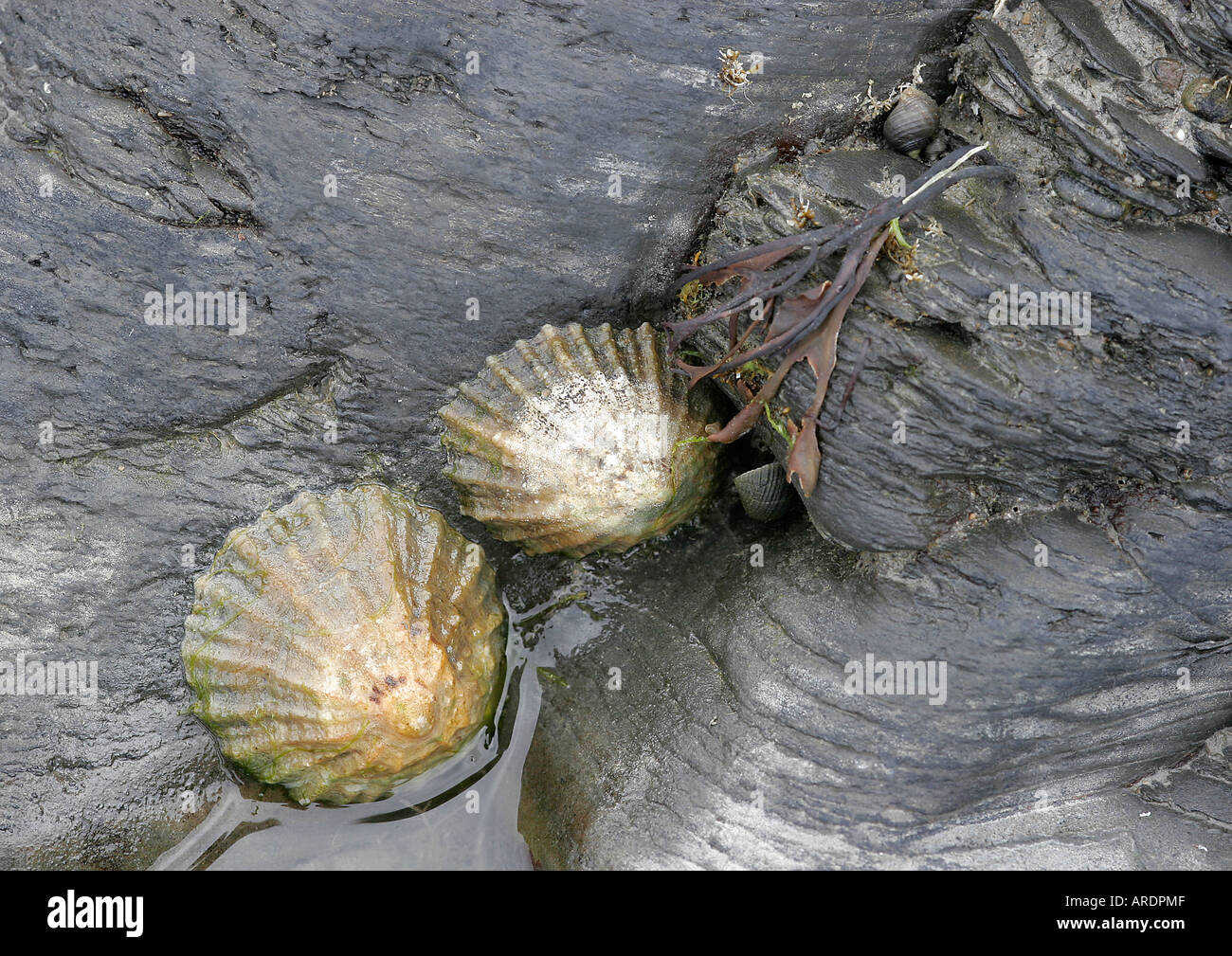 Limpets on rock - Borth - West Wales - UK Stock Photo