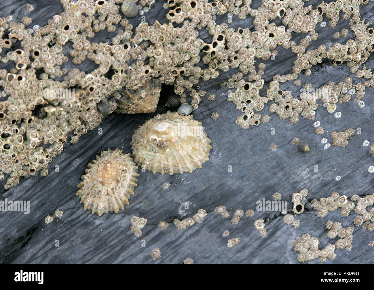 Limpets and barnacles on rock - Borth - West Wales - UK Stock Photo